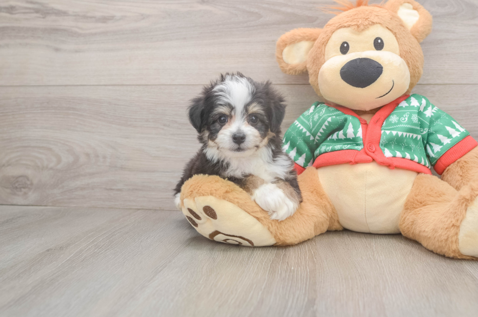 6 week old Aussiechon Puppy For Sale - Puppy Love PR