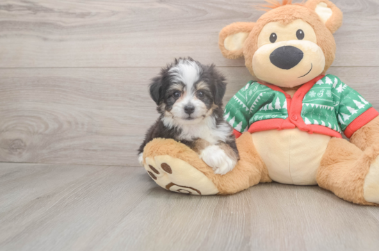 Friendly Aussiechon Baby
