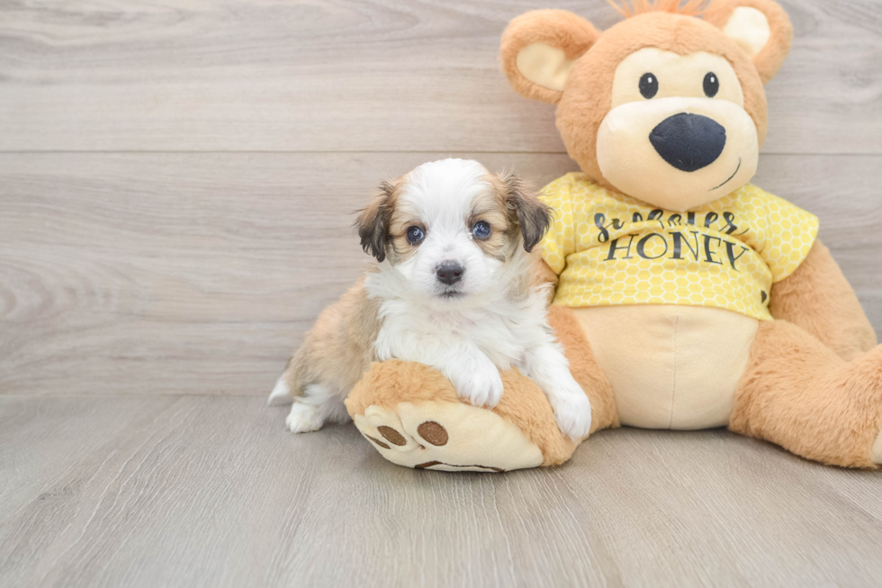 Playful Aussie Bichon Designer Puppy