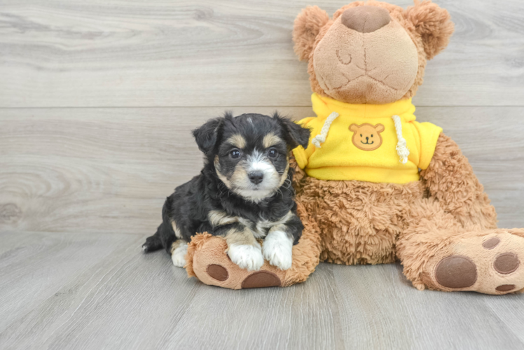 Meet Wednesday - our Aussiechon Puppy Photo 1/3 - Puppy Love PR Friendly Aussiechon Baby