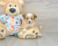 8 week old Aussiechon Puppy For Sale - Puppy Love PR