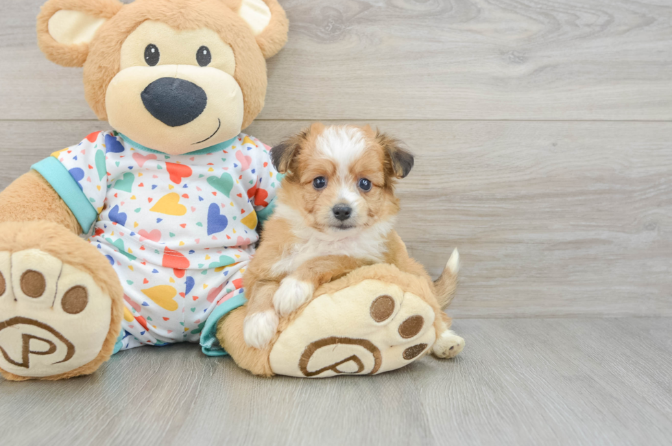 6 week old Aussiechon Puppy For Sale - Puppy Love PR