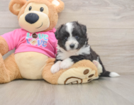 5 week old Aussiechon Puppy For Sale - Puppy Love PR