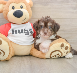 8 week old Aussiechon Puppy For Sale - Puppy Love PR