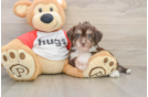 Fluffy Aussiechon Designer Pup