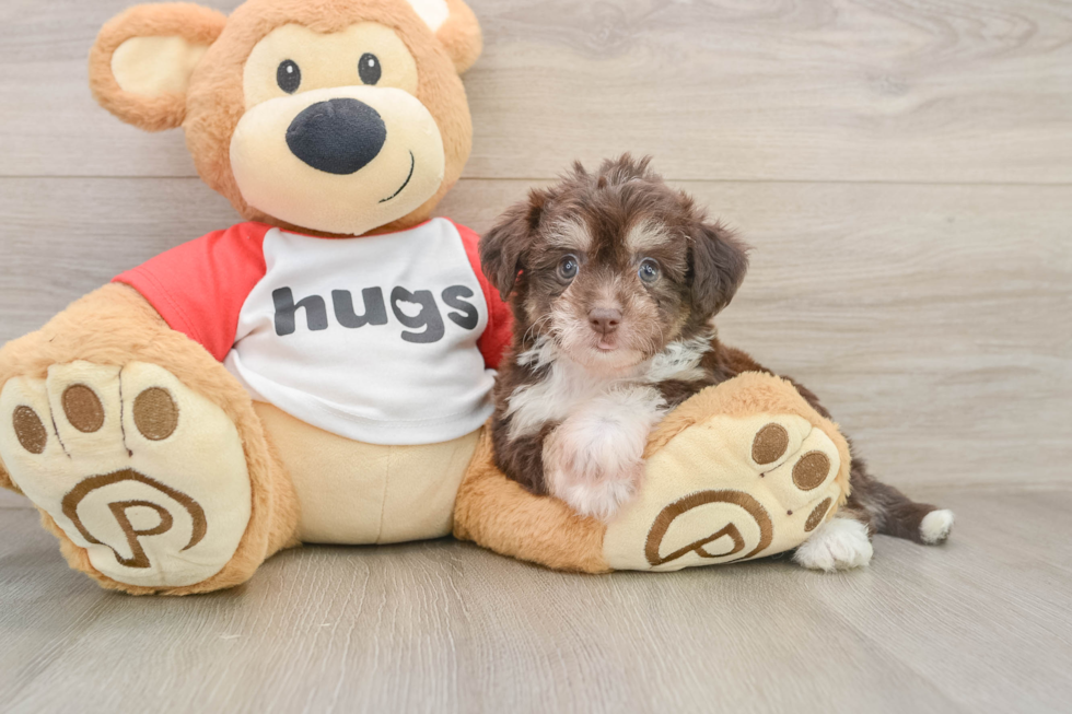 Fluffy Aussiechon Designer Pup
