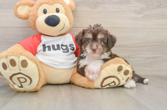 Fluffy Aussiechon Designer Pup