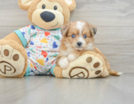 7 week old Aussiechon Puppy For Sale - Puppy Love PR