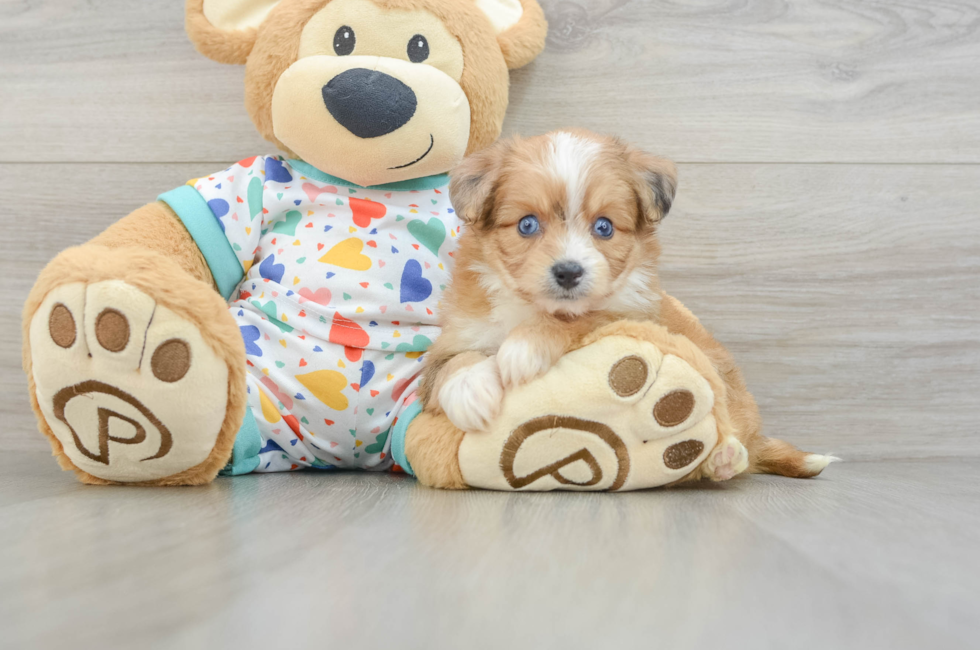6 week old Aussiechon Puppy For Sale - Puppy Love PR