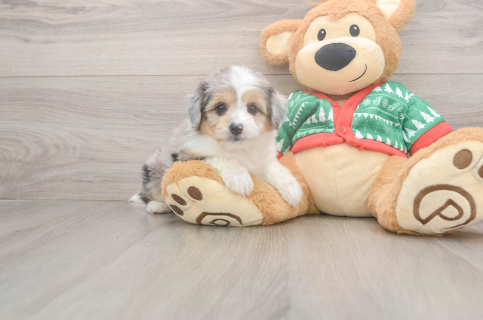 6 week old Aussiechon Puppy For Sale - Puppy Love PR