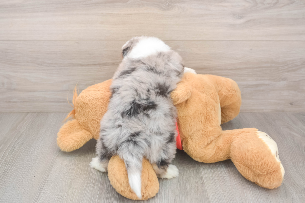 Aussiechon Pup Being Cute