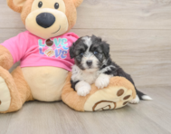 5 week old Aussiechon Puppy For Sale - Puppy Love PR