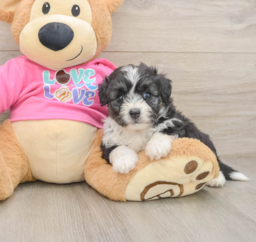 6 week old Aussiechon Puppy For Sale - Puppy Love PR
