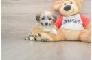 Hypoallergenic Aussie Bichon Designer Puppy