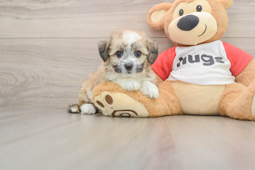 Hypoallergenic Aussie Bichon Designer Puppy