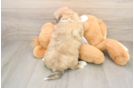 Aussiechon Puppy for Adoption