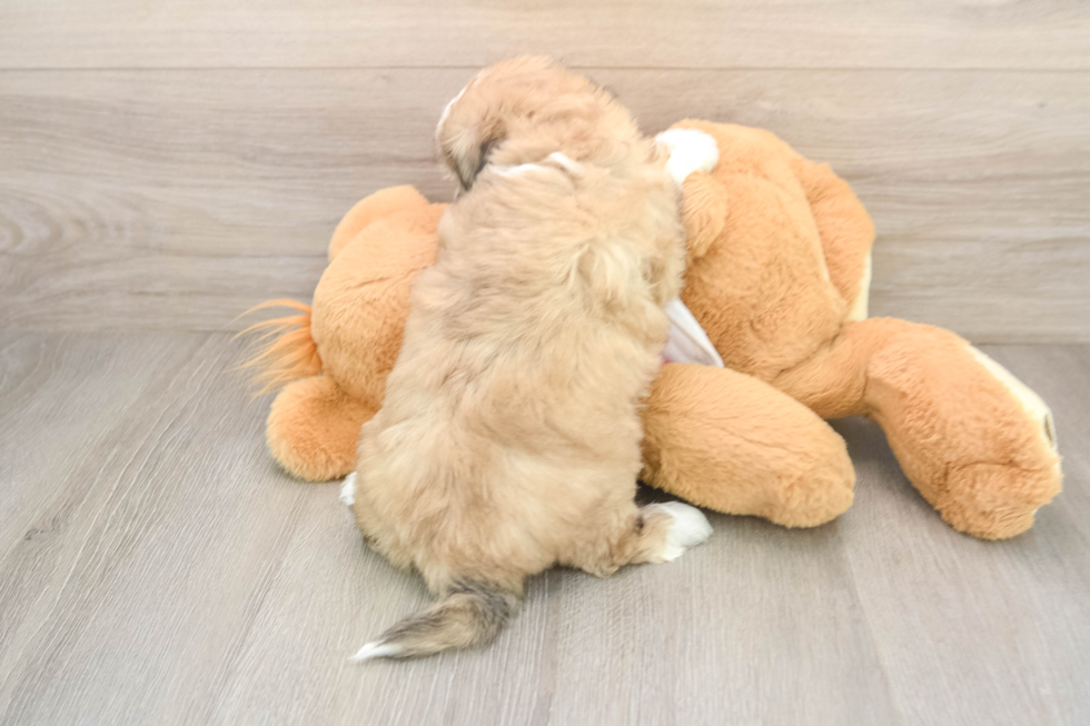 Aussiechon Puppy for Adoption