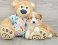 7 week old Aussiechon Puppy For Sale - Puppy Love PR