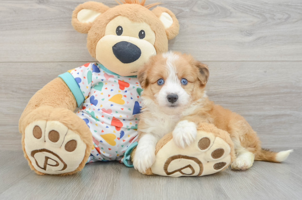 6 week old Aussiechon Puppy For Sale - Puppy Love PR