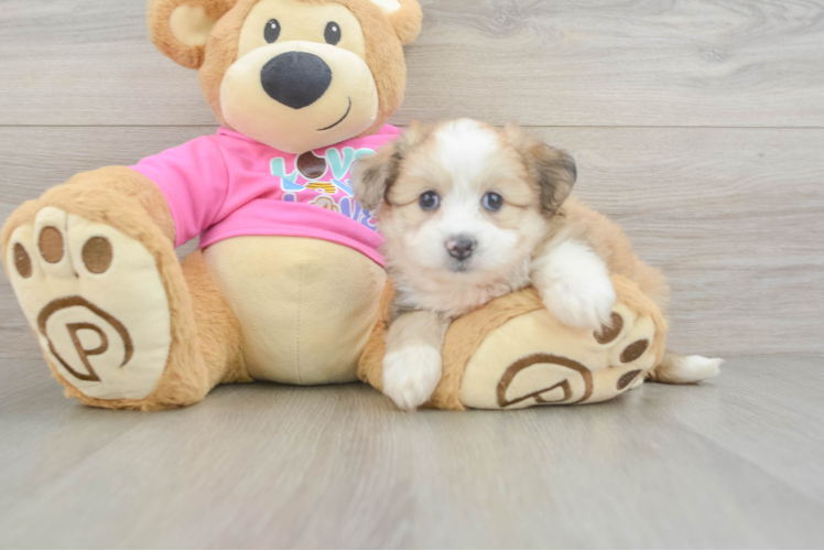 Funny Aussiechon Designer Pup
