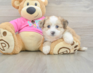 7 week old Aussiechon Puppy For Sale - Puppy Love PR