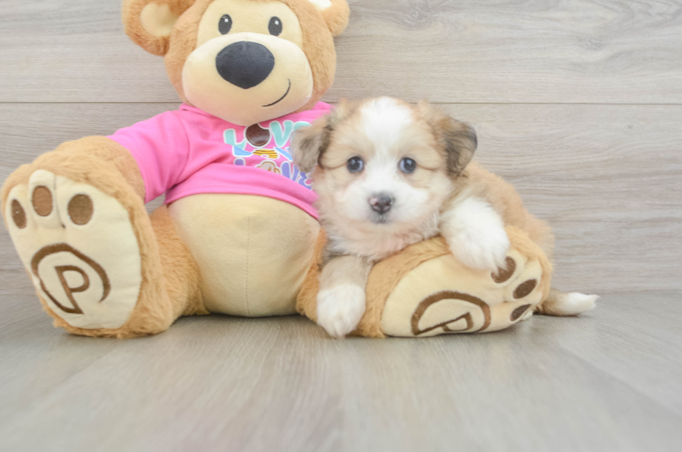 6 week old Aussiechon Puppy For Sale - Puppy Love PR
