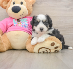 6 week old Aussiechon Puppy For Sale - Puppy Love PR