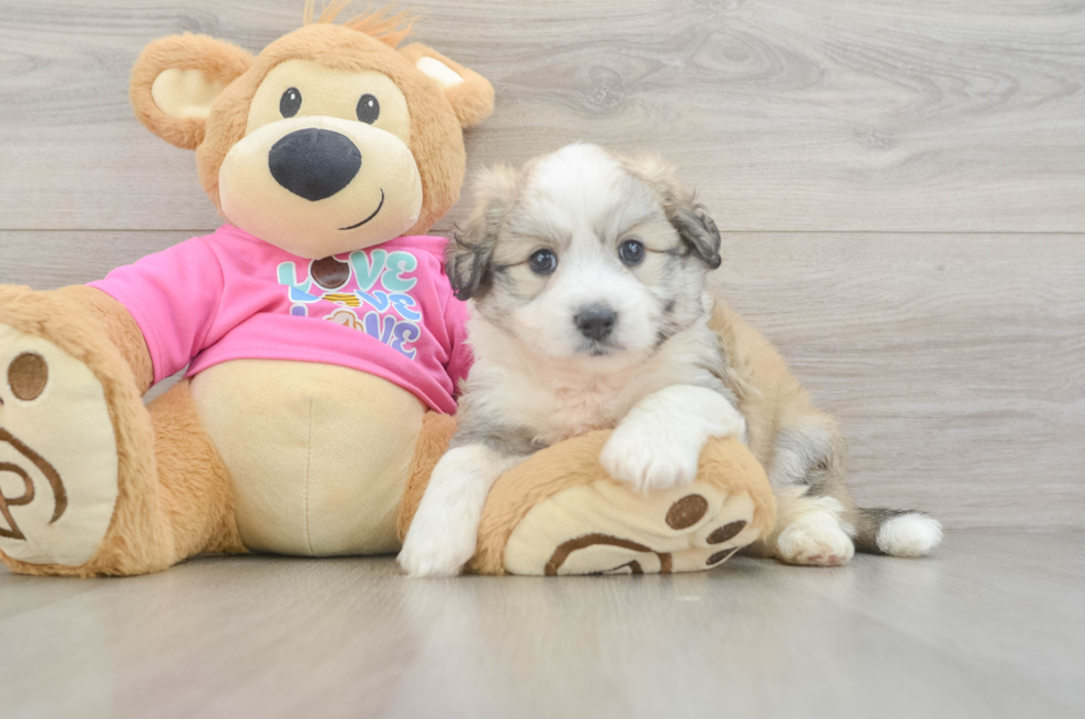 6 week old Aussiechon Puppy For Sale - Puppy Love PR