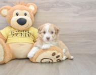 7 week old Aussiechon Puppy For Sale - Puppy Love PR