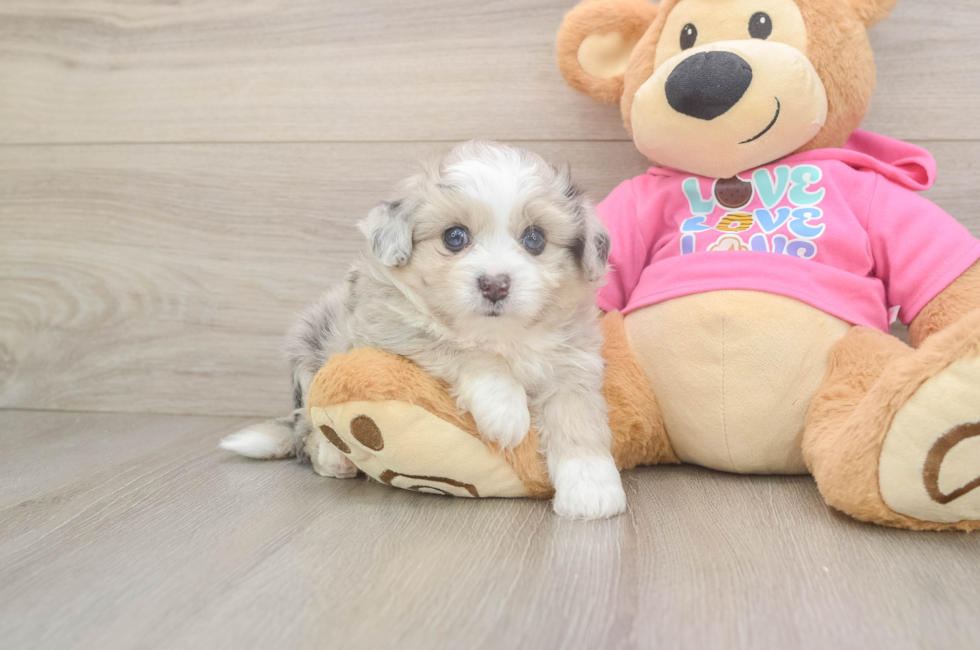 5 week old Aussiechon Puppy For Sale - Puppy Love PR