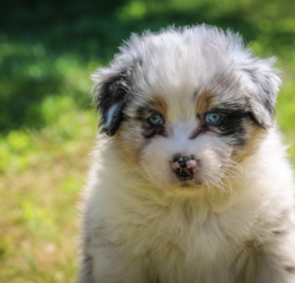 Mini American Shepherd Puppies For Sale - Puppy Love PR