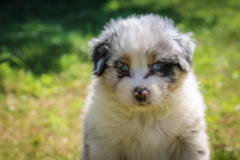 Cute Miniature Austrailian Shepherd Purebred Pup