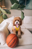 Cute Cavapoo Poodle Mix Pup