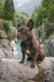 Cute French Bulldog Pup Cute French Bulldog Pup