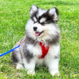 Pomsky Being Cute Pomsky Being Cute