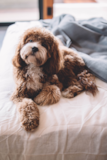 Cute Cavapoo Poodle Mix Pup