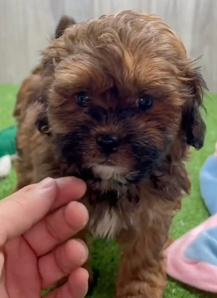Shih Poo Being Cute