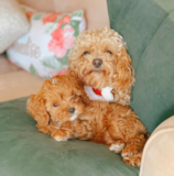Cavapoo Being Cute Cavapoo Being Cute