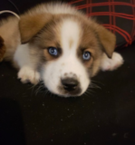 Pomsky Being Cute Pomsky Being Cute