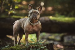 Cute French Bulldog Purebred Pup