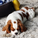 Cavalier King Charles Spaniel Being Cute Cavalier King Charles Spaniel Being Cute