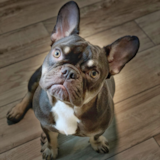 Cute French Bulldog Pup Cute French Bulldog Pup