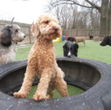 Cute Mini Goldendoodle Poodle Mix Pup Cute Mini Goldendoodle Poodle Mix Pup