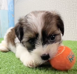 Yorkie Tzu Puppies For Sale - Puppy Love PR