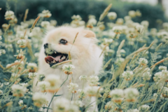 Cute Pomeranian Purebred Pup