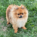 Cute Pomeranian Pup