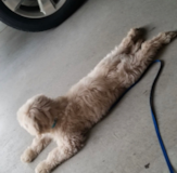 Cute Mini Goldendoodle Poodle Mix Pup Cute Mini Goldendoodle Poodle Mix Pup