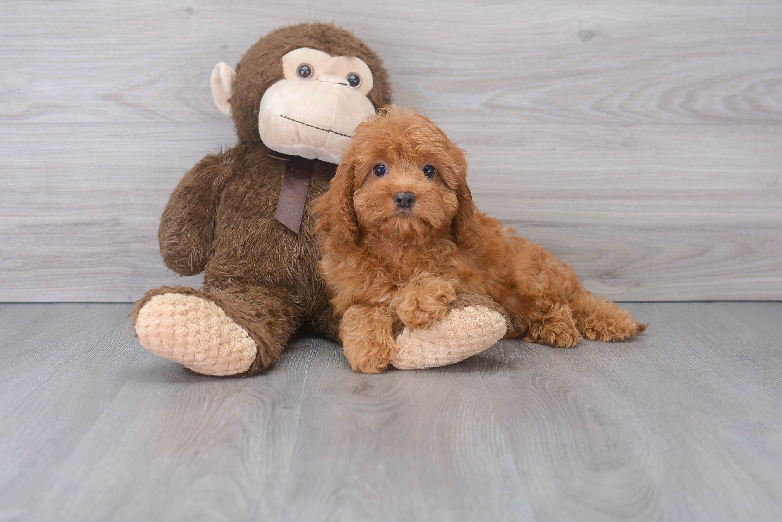 Cavapoo Pup Being Cute