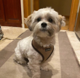Cute Shichon Designer Pup