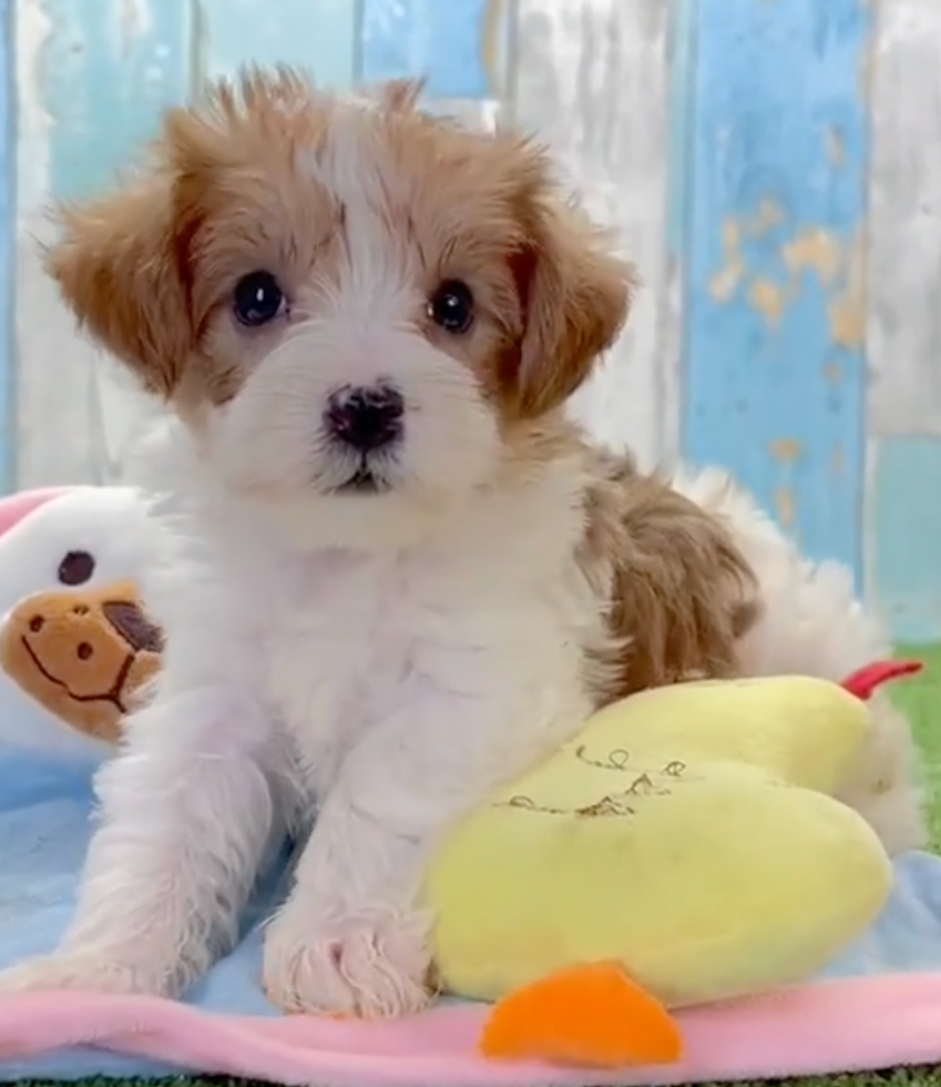 Cute Yorkiedoodle Poodle Mix Pup